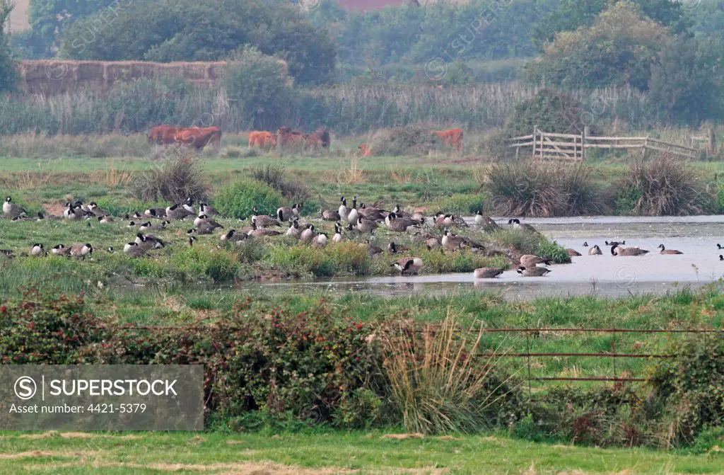 Canada Goose (Branta canadensis) introduced species, flock, on grazing marsh habitat, with cattle herd in distance, Exe Estuary RSPB Reserve, Devon, England, september
