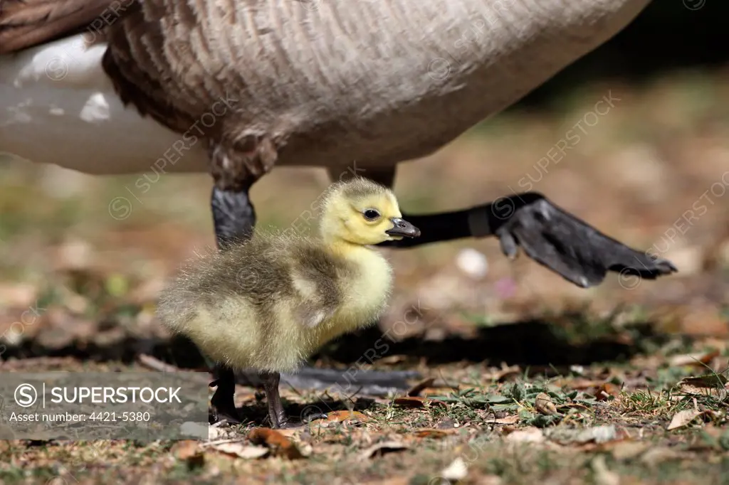 Canada Goose (Branta canadensis) introduced species, gosling, walking beside parent, London, England, may