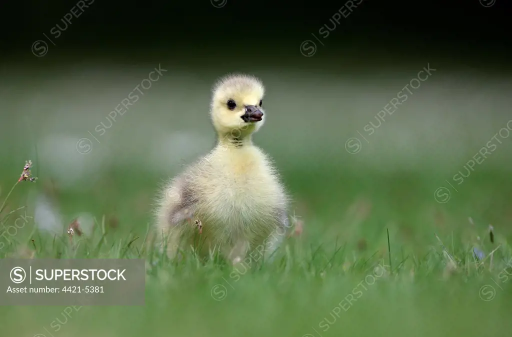 Canada Goose (Branta canadensis) introduced species, gosling, standing on grass, London, England, may