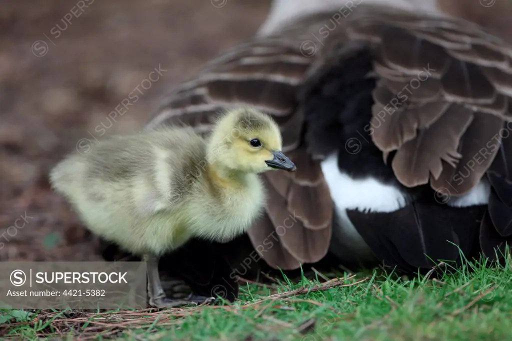 Canada Goose (Branta canadensis) introduced species, gosling, standing beside parent, London, England, may