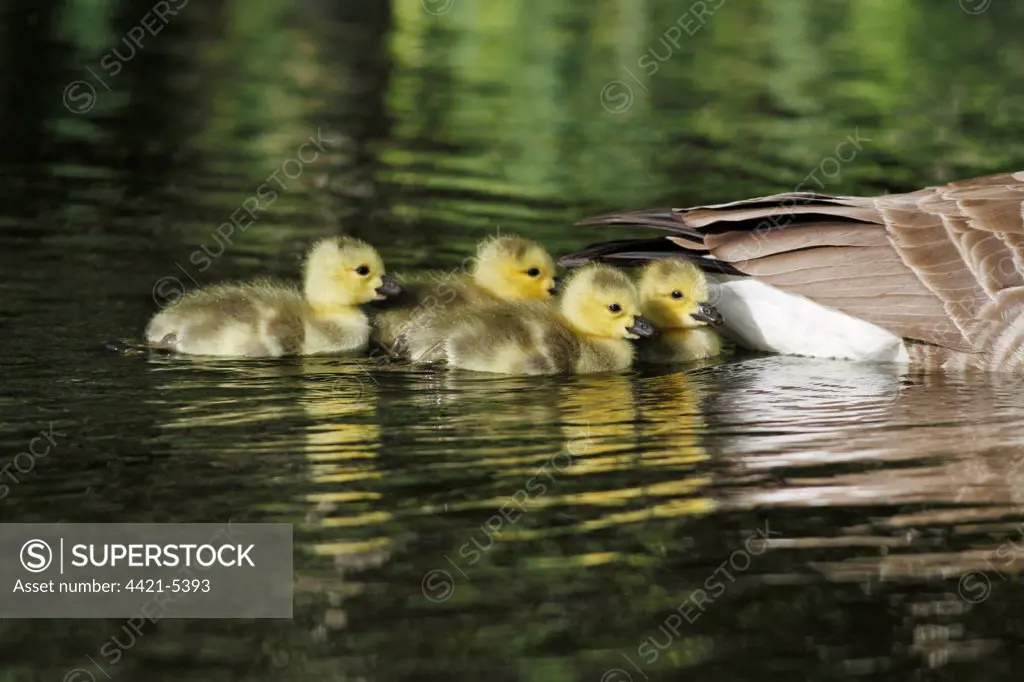 Canada Goose (Branta canadensis) introduced species, four goslings, following parent swimming on lake, Leicestershire, England, may