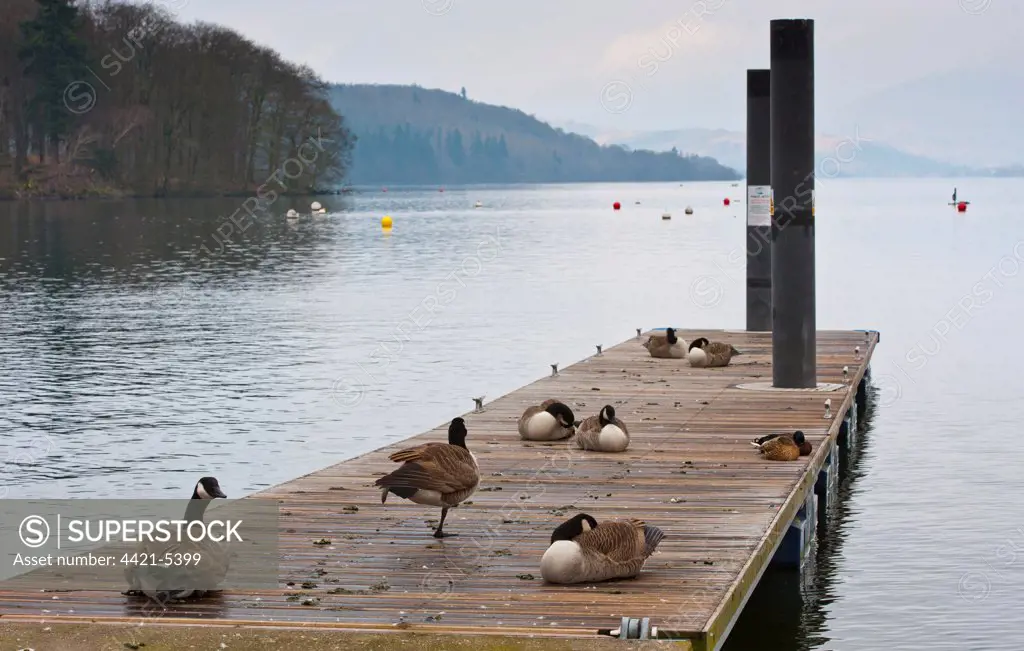 Canada Goose (Branta canadensis) introduced species, flock, resting on jetty at edge of lake, Bowness on Windermere, Lake Windermere, Lake District, Cumbria, England, march