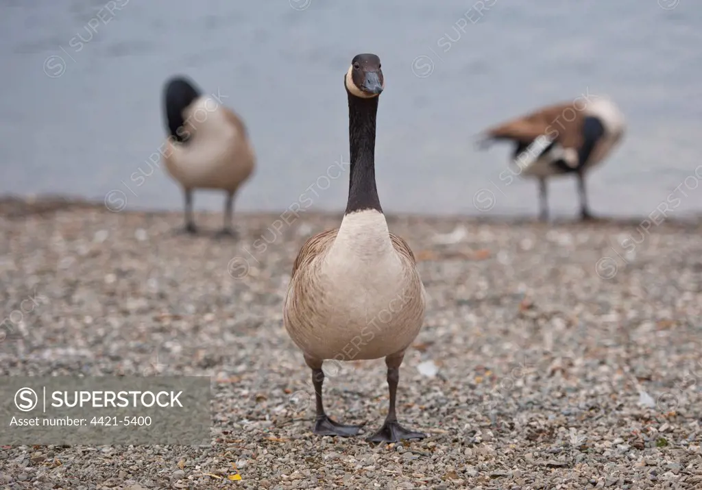 Canada Goose (Branta canadensis) introduced species, three adults, standing at edge of lake, Bowness on Windermere, Lake Windermere, Lake District, Cumbria, England, march