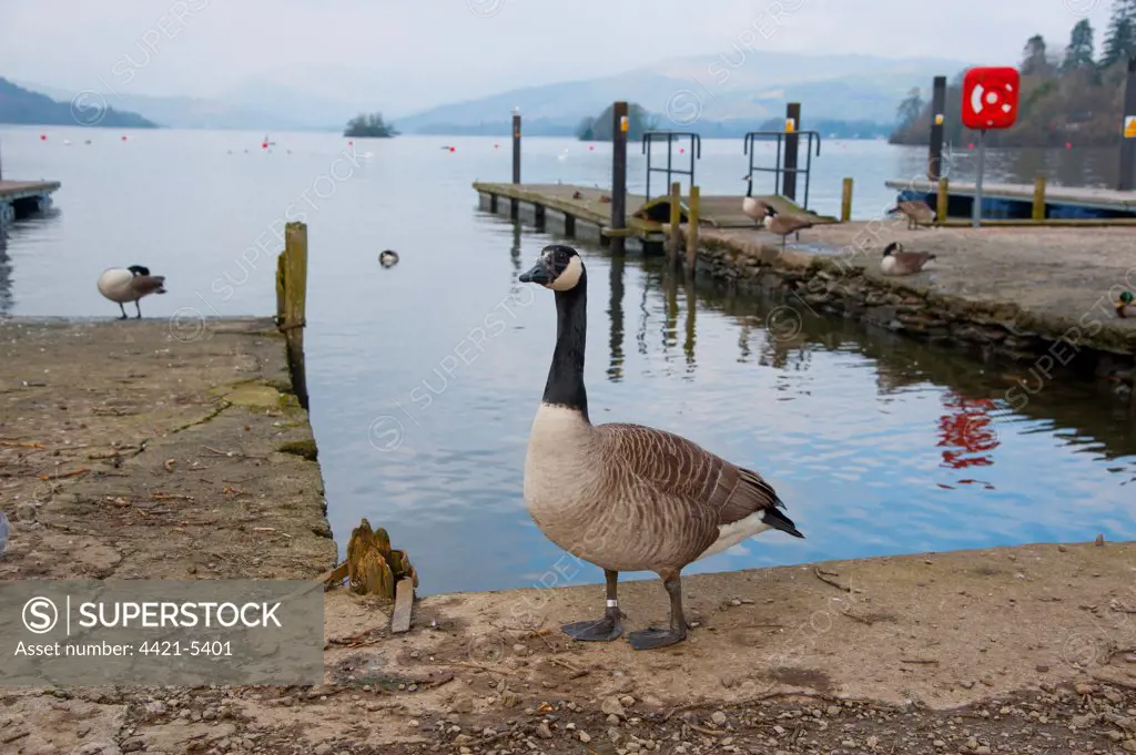 Canada Goose (Branta canadensis) introduced species, adults, standing on jetty at edge of lake, Bowness on Windermere, Lake Windermere, Lake District, Cumbria, England, march