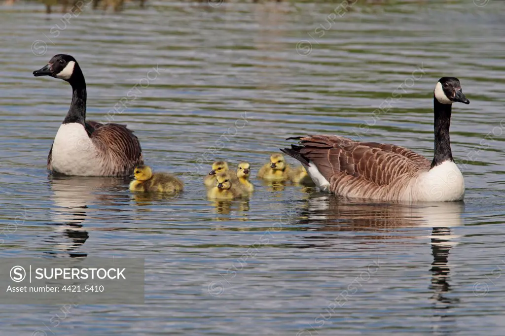 Canada Goose (Branta canadensis) introduced species, adult pair with goslings, swimming on flooded former gravel pit, Rye Meads RSPB Reserve, Hoddesdon, Lea Valley, Hertfordshire, England, may