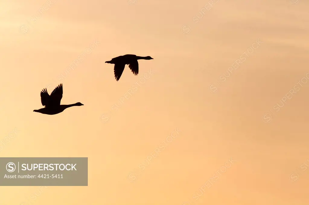 Canada Goose (Branta canadensis) introduced species, two adults, in flight, silhouetted at sunrise, Elmley Marshes RSPB Reserve, North Kent Marshes, Isle of Sheppey, Kent, England, april