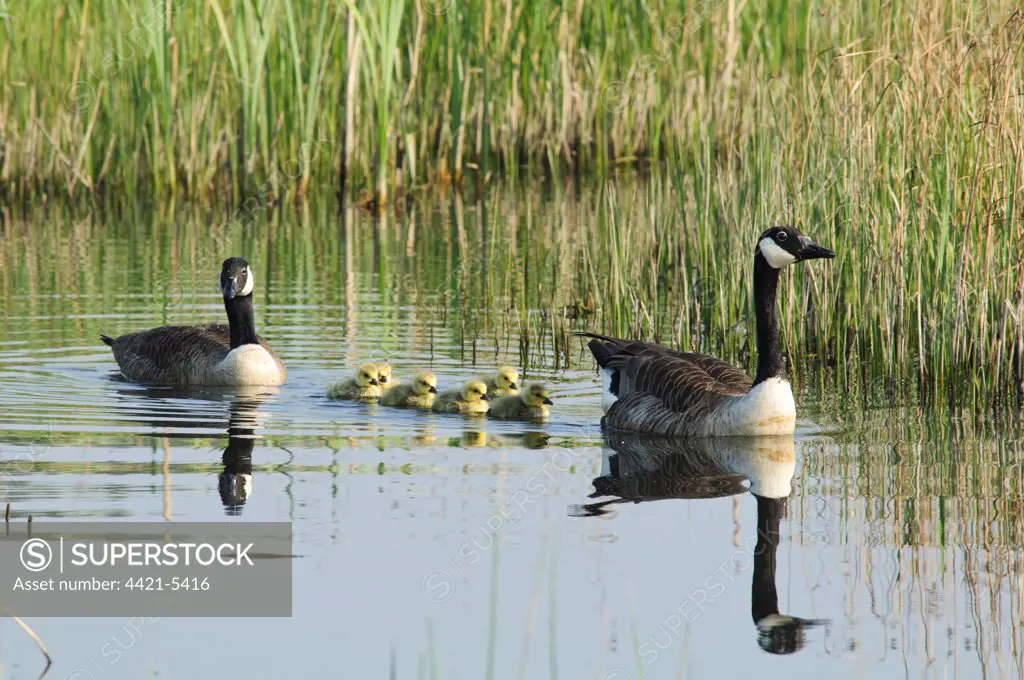 Canada Goose (Branta canadensis) introduced species, adult pair with newly hatched goslings, swimming, Crossness Nature Reserve, Bexley, Kent, England, april