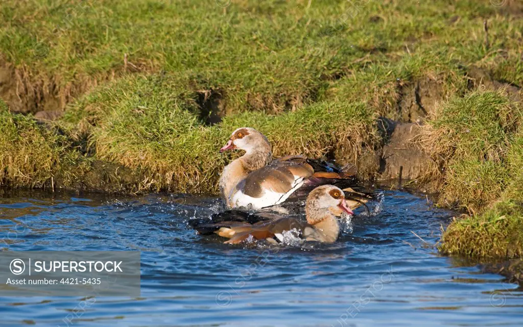 Egyptian Goose (Alopochen aegyptiacus) introduced species, adult pair, bathing, Salthouse, Norfolk, England, december
