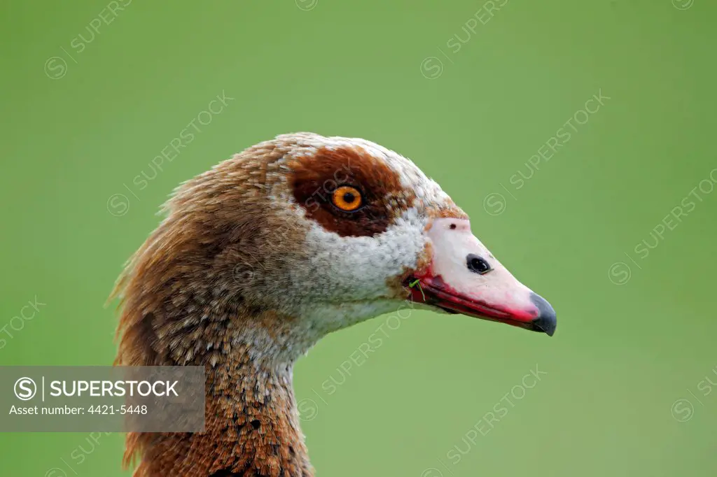 Egyptian Goose (Alopochen aegyptiacus) introduced species, adult, close-up of head, in city parkland, London, England, may