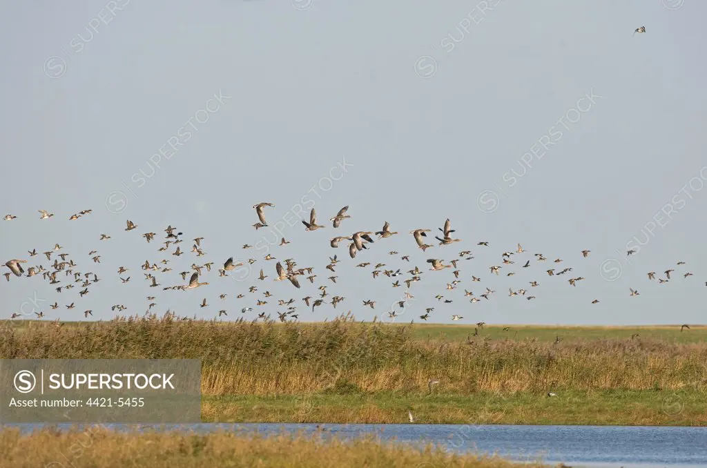 Greylag Goose (Anser anser) and ducks, flock in flight over wetland habitat, Cley Marshes, Cley-next-the-sea, Norfolk, England, winter