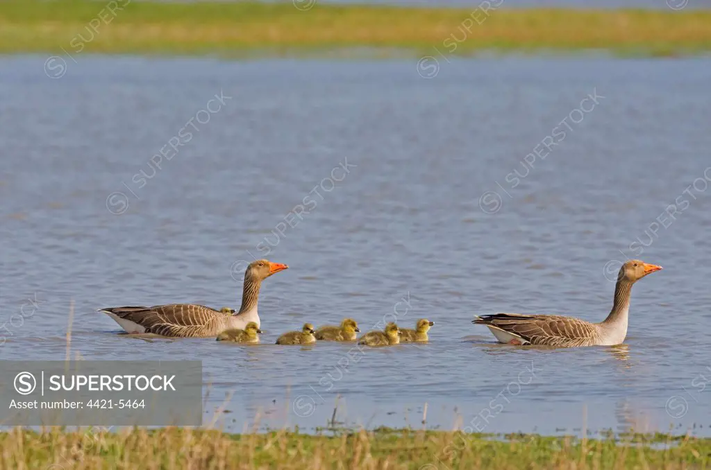 Greylag Goose (Anser anser) adult pair with goslings, swimming, Norfolk, England, april