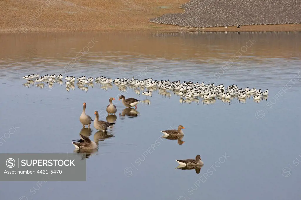 Greylag Goose (Anser anser) and Eurasian Avocet (Recurvirostra avocetta) flock, in water, Snettisham RSPB Reserve, Norfolk, England, march