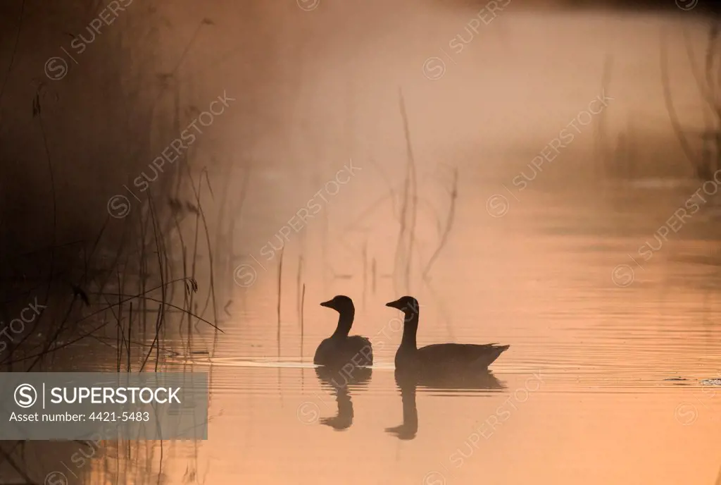 Greylag Goose (Anser anser) adult pair, swimming on dyke, silhouetted at dawn, Cley Marshes Reserve, Cley-next-the-sea, Norfolk, England, april