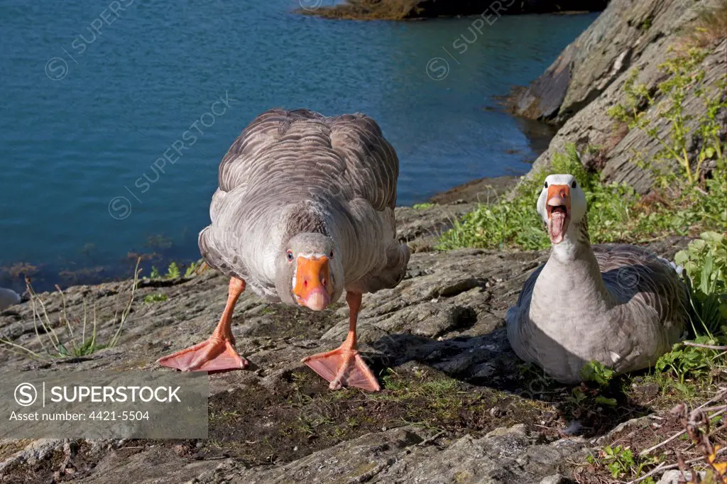 Greylag Goose (Anser anser) x Domestic Goose (Anser anser domesticus) hybrids, adult pair, hissing and defending nest, nesting on coastal rocks, Porth Amlwch, Anglesey, Wales, may