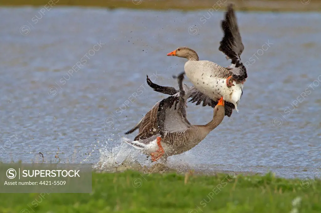 Greylag Goose (Anser anser) two adults, fighting in water, Cley Marshes Reserve, Cley-next-the-Sea, Norfolk, England, may