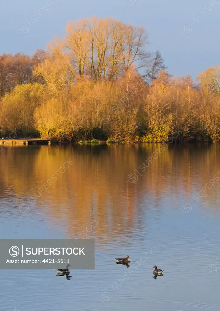 Greylag Goose (Anser anser) three adults, swimming on lake habitat, with sunshine on bare trees reflected in water, East Lake, Sevenoaks Wildlife Reserve, Kent, England, december