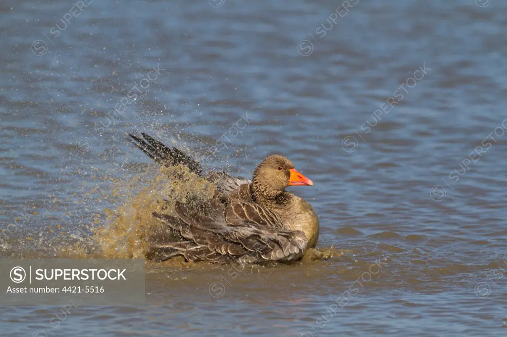 Greylag Goose (Anser anser) adult, bathing, splashing water, Norfolk, England, march