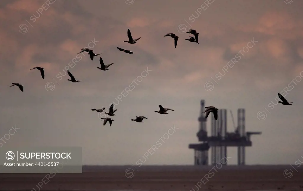 Pink-footed Goose (Anser brachyrhynchus) flock, in flight, gas rig in distance, Liverpool Bay, Merseyside, England, autumn