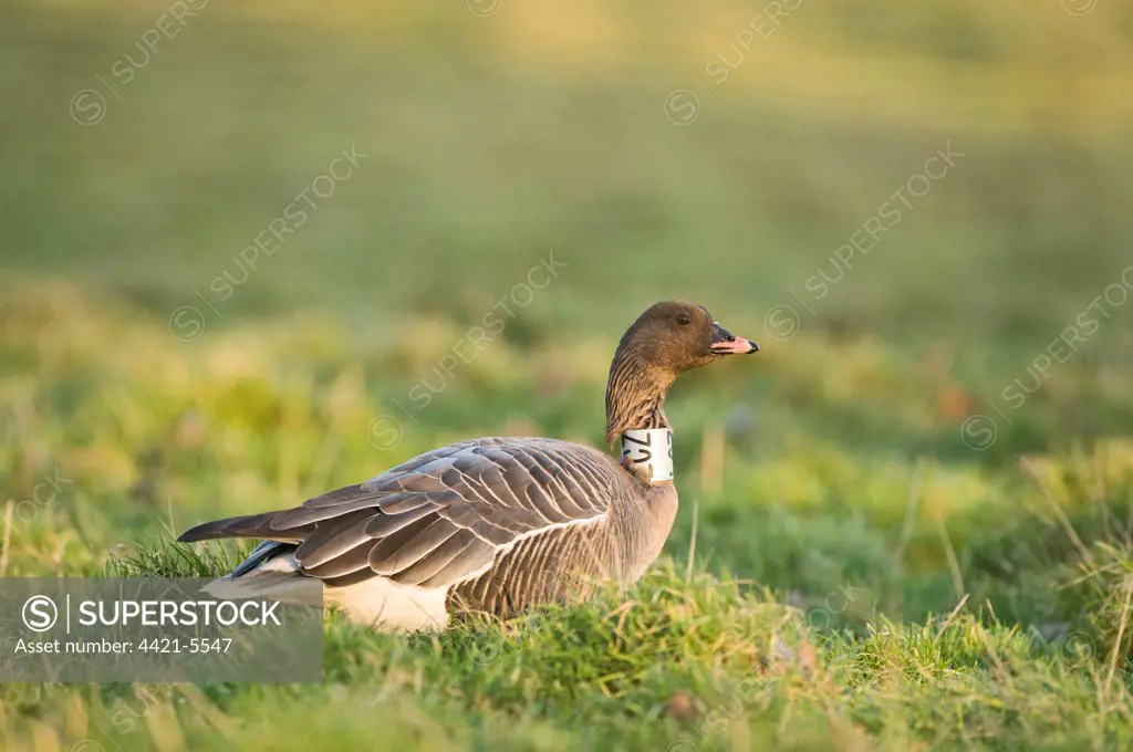 Pink-footed Goose (Anser brachyrhynchus) adult, with neck band, standing on grass, North Norfolk, England, january