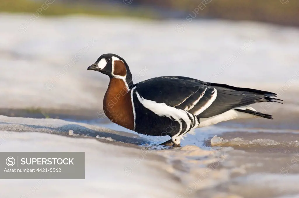 Red-breasted Goose (Branta ruficollis) adult, standing on ice, Durankulak, Dobrich Province, Bulgaria, february