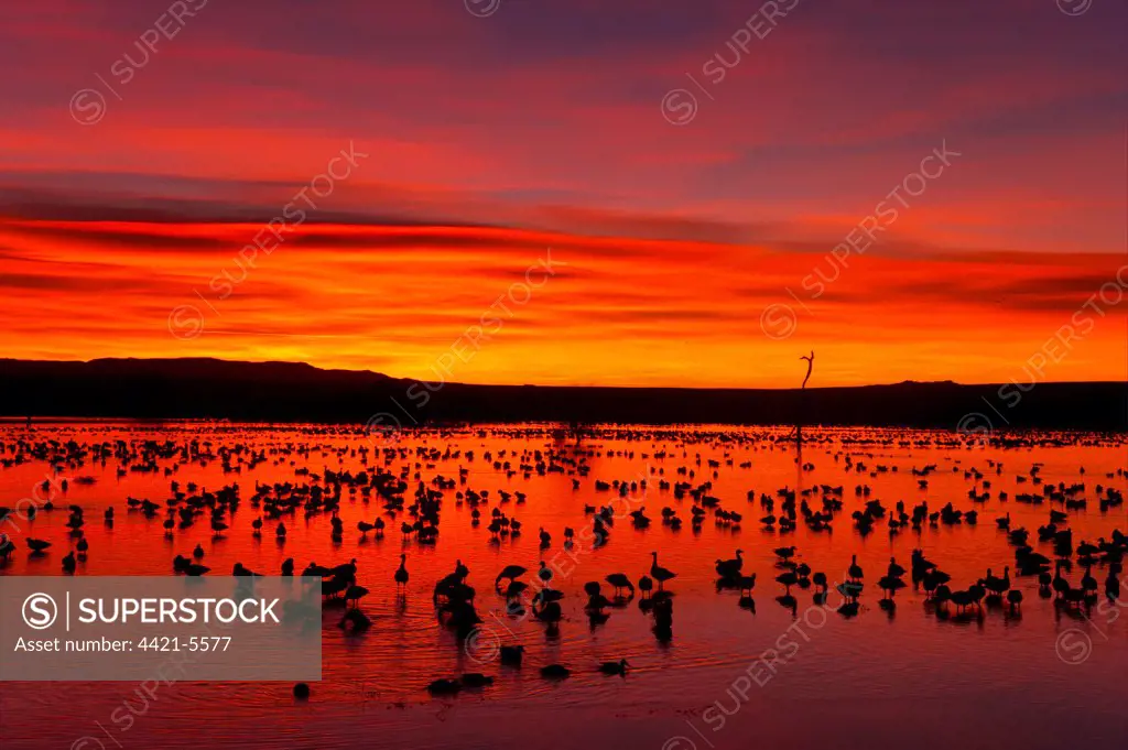 Snow Goose (Chen caerulescens) flock, roosting on lake habitat, silhouetted at sunrise, Bosque del Apache National Wildlife Refuge, New Mexico, U.S.A.