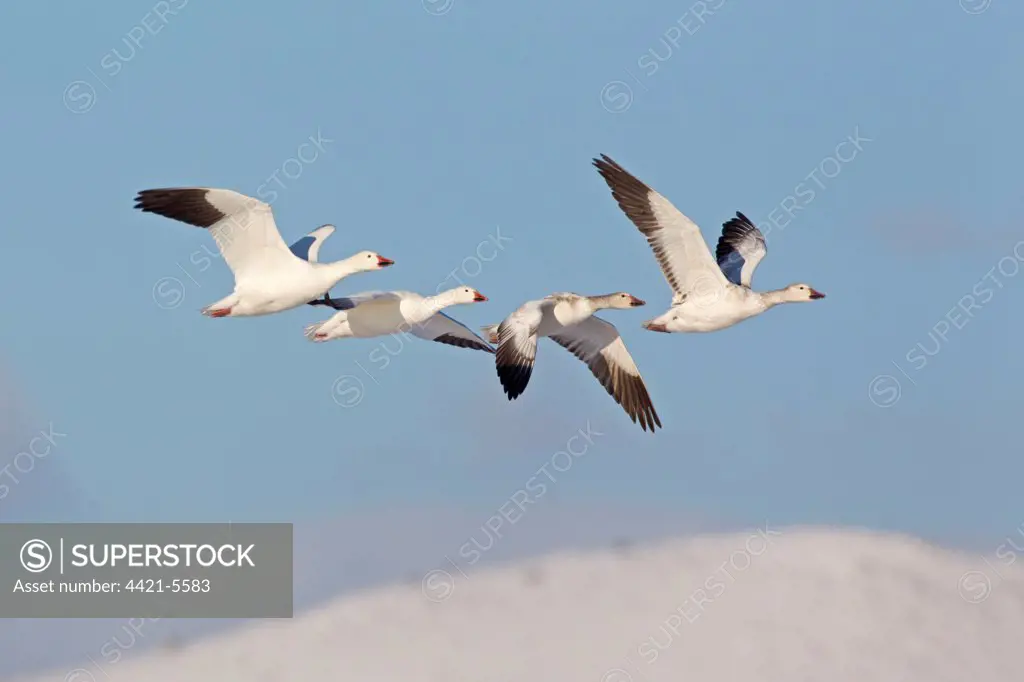 Snow Goose (Chen caerulescens) adult pair with two juveniles, family in flight over snow covered hills, Bosque del Apache National Wildlife Refuge, New Mexico, U.S.A., december