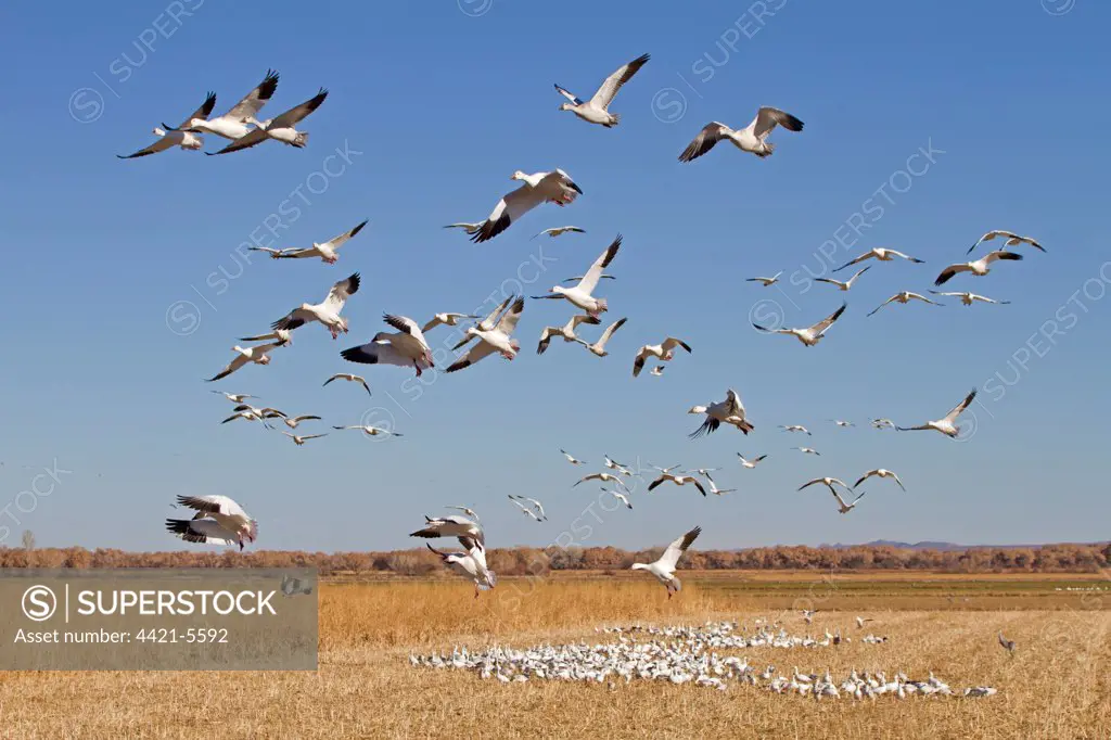 Snow Goose (Chen caerulescens) flock, in flight, taking off from cornfield, Bosque del Apache National Wildlife Refuge, New Mexico, U.S.A., november