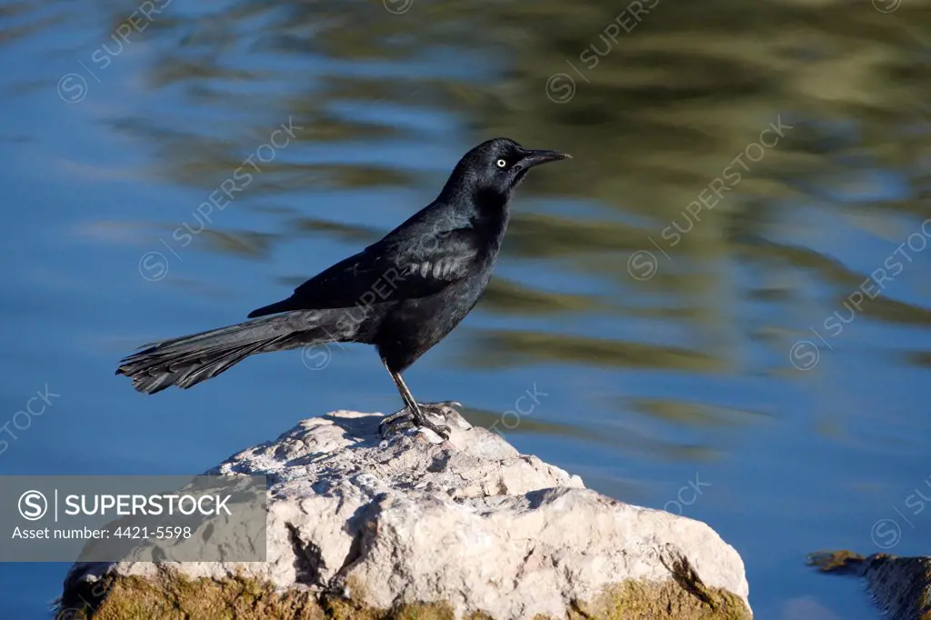 Great-tailed Grackle (Quiscalus mexicanus) adult male, standing on rock at edge of water, Arizona, U.S.A., winter