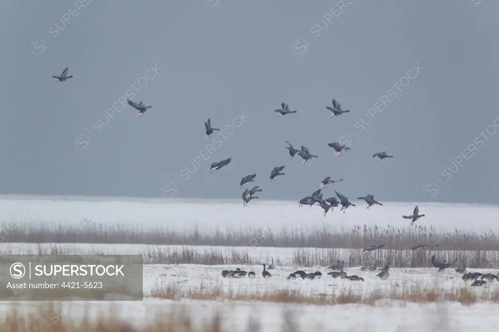 White-fronted Goose (Anser albifrons) flock, in flight, landing on snow covered grazing marsh habitat, Suffolk, England, february