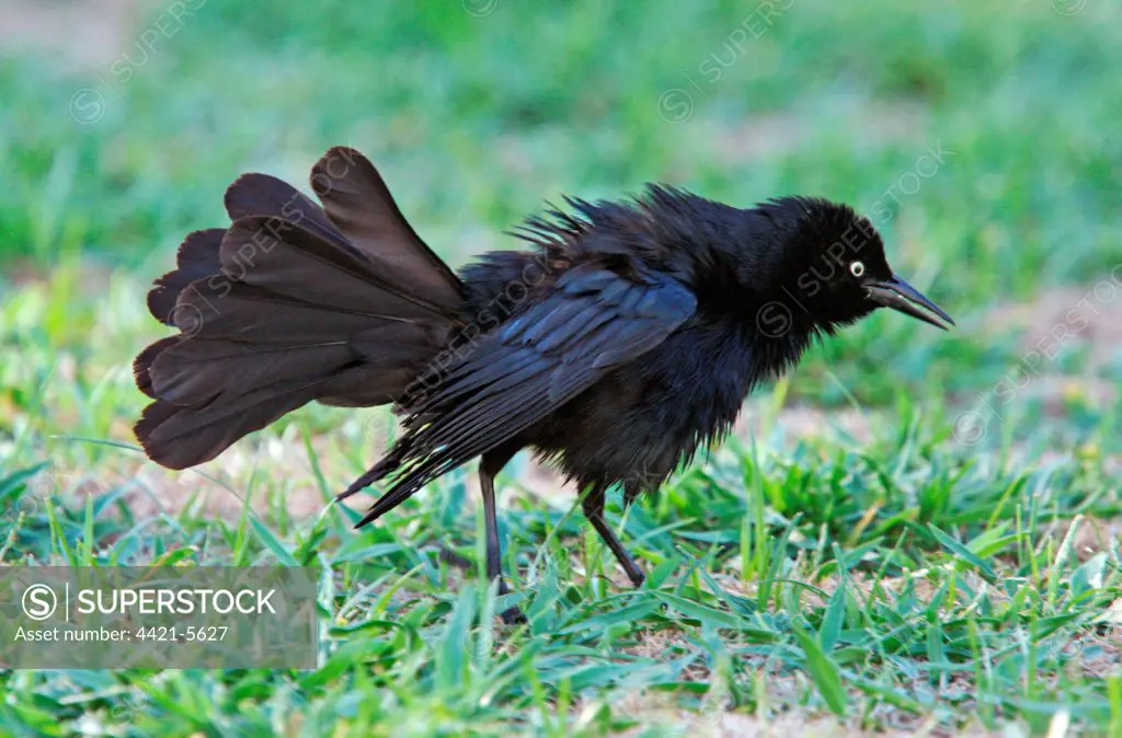 Greater Antillean Grackle (Quiscalus niger) adult, with feathers ruffled, foraging on ground, Cayman Islands