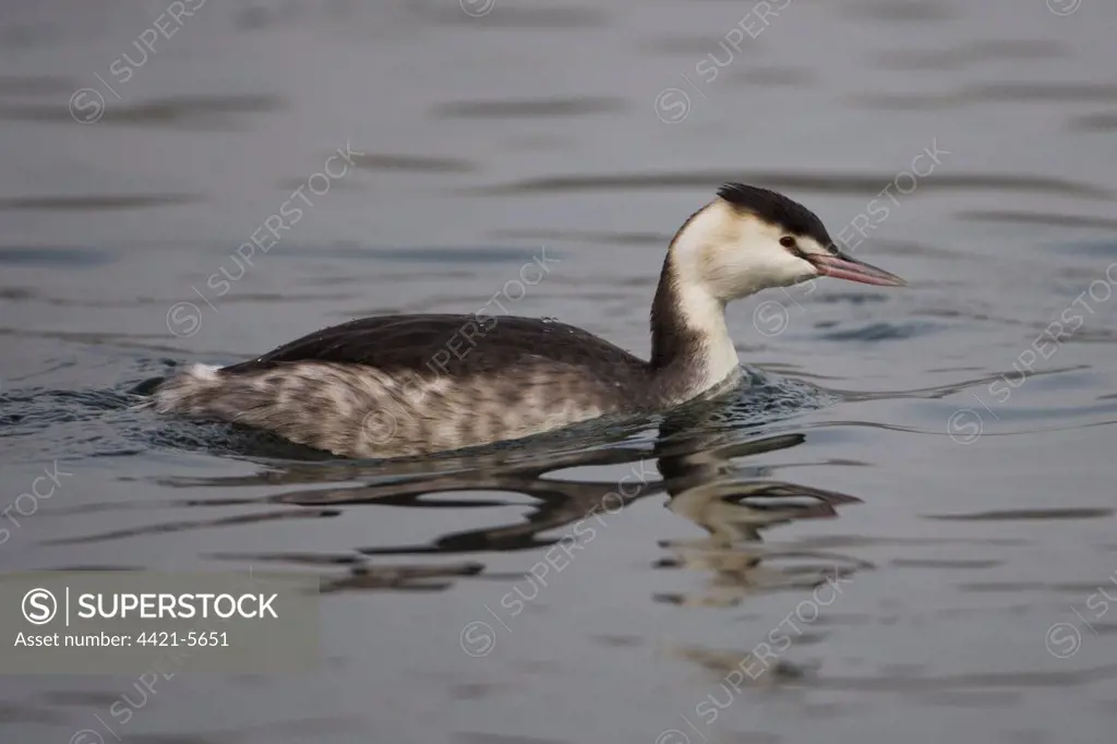 Great Crested Grebe (Podiceps cristatus) adult, winter plumage, swimming, Whitlingham, The Broads, Norfolk, England, january