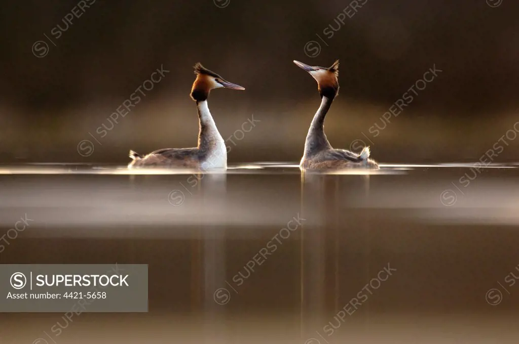 Great Crested Grebe (Podiceps cristatus) adult pair, displaying, elaborate courtship dance on lake, Derbyshire, England, march