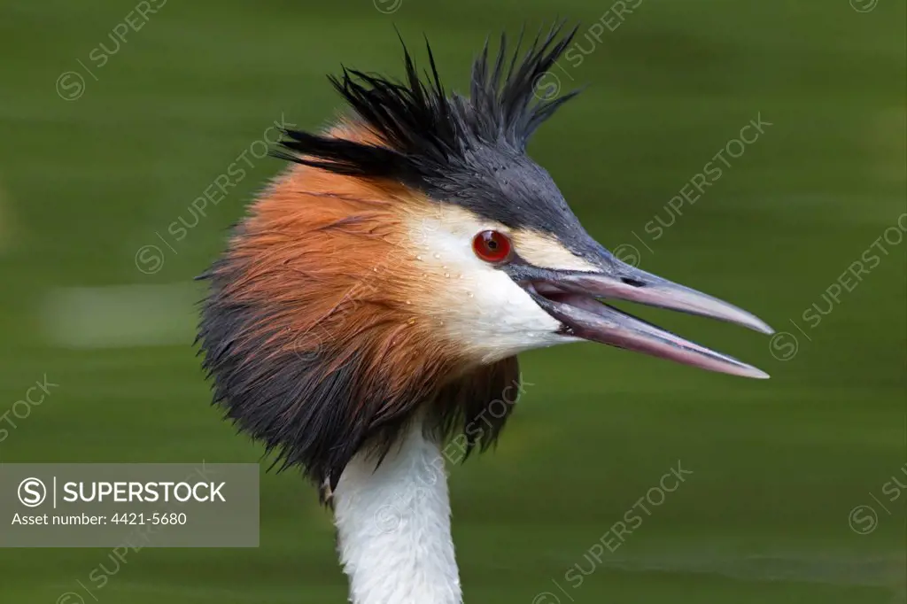 Great Crested Grebe (Podiceps cristatus) adult, close-up of head, with beak open and feathers erect in threat display, River Thames, England, may