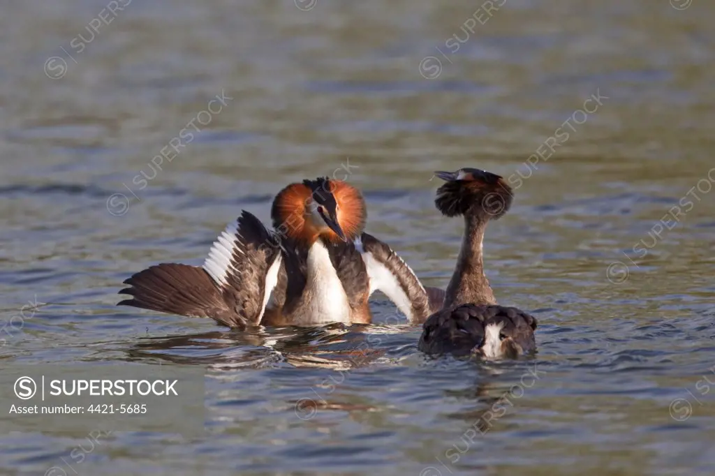 Great Crested Grebe (Podiceps cristatus) adult pair, with wings spread, in courtship display on water, River Thames, Henley-on-Thames, Thames Valley, Oxfordshire, England, april