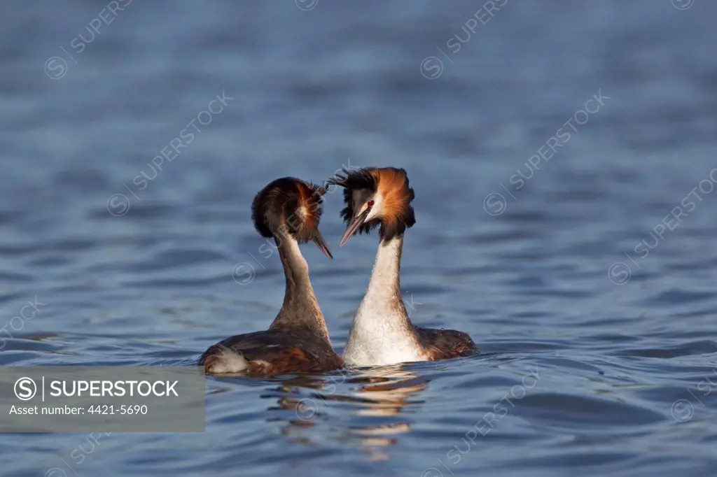 Great Crested Grebe (Podiceps cristatus) adult pair, head shaking, in courtship display on water, River Thames, Henley-on-Thames, Thames Valley, Oxfordshire, England, april