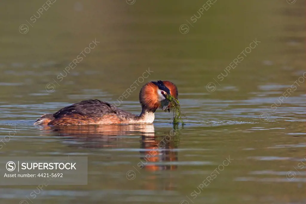 Great Crested Grebe (Podiceps cristatus) adult, with weed offering, in courtship display on water, River Thames, Henley-on-Thames, Thames Valley, Oxfordshire, England, april