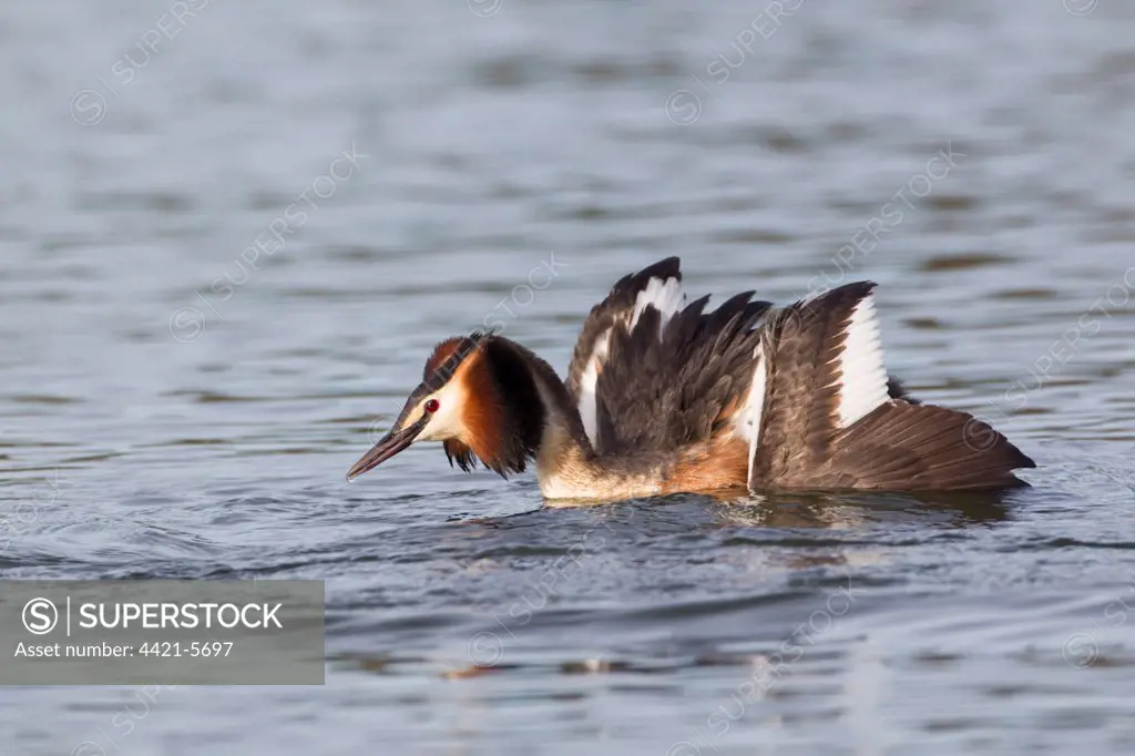 Great Crested Grebe (Podiceps cristatus) adult, in 'cat' posture with wings spread, in courtship display on water, River Thames, Henley-on-Thames, Thames Valley, Oxfordshire, England, april