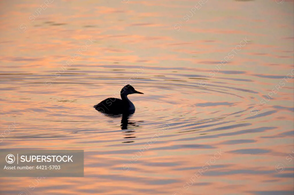 Great Crested Grebe (Podiceps cristatus) adult, silhouetted on water at sunset, Ouse Washes, Norfolk, England