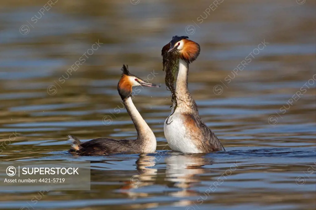 Great Crested Grebe (Podiceps cristatus) adult pair, with weed offering, in courtship display on water, River Thames, Oxfordshire, England, april