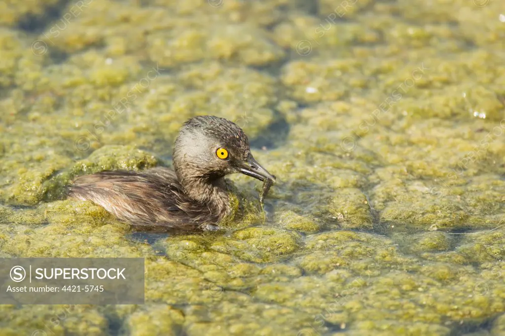 Least Grebe (Tachybaptus dominicus) adult, feeding, swimming amongst algae, Sabal Palm Sanctuary, Rio Grande Valley, Texas, U.S.A., april