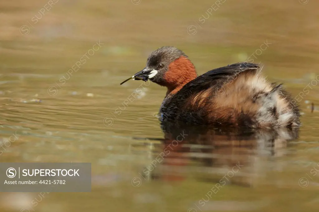 Little Grebe (Tachybaptus ruficollis) adult, summer plumage, with weed in beak, swimming, Derbyshire, England, April