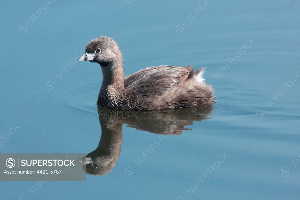 Pied-billed Grebe (Podilymbus podiceps antarcticus) adult, swimming, Vicente Lopez, Buenos Aires Province, Argentina, october