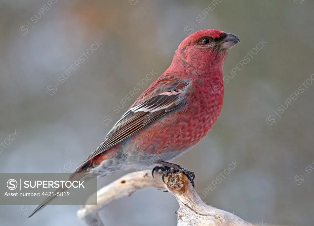 Pine Grosbeak (Pinicola enucleator) adult male, perched on branch, Lapland, Finland, march