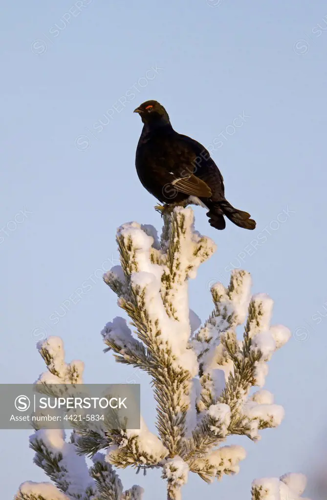Black Grouse (Tetrao tetrix) adult male, perched at top of Scots Pine (Pinus sylvestris) covered in snow, Finland, december