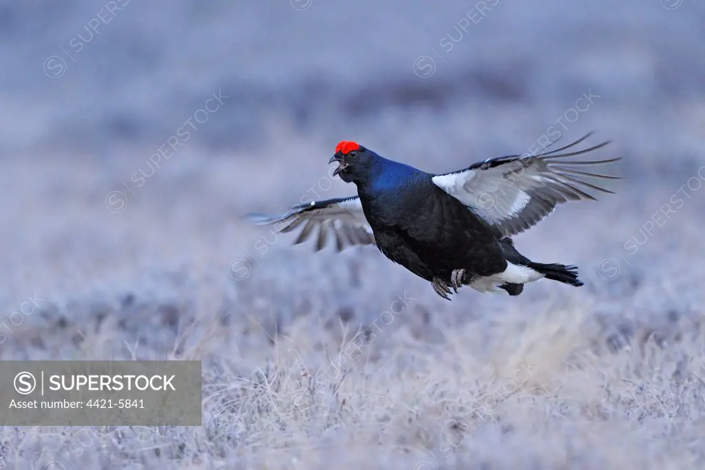Black Grouse (Tetrao tetrix) adult male, calling in flight, displaying at lek, Sweden, april
