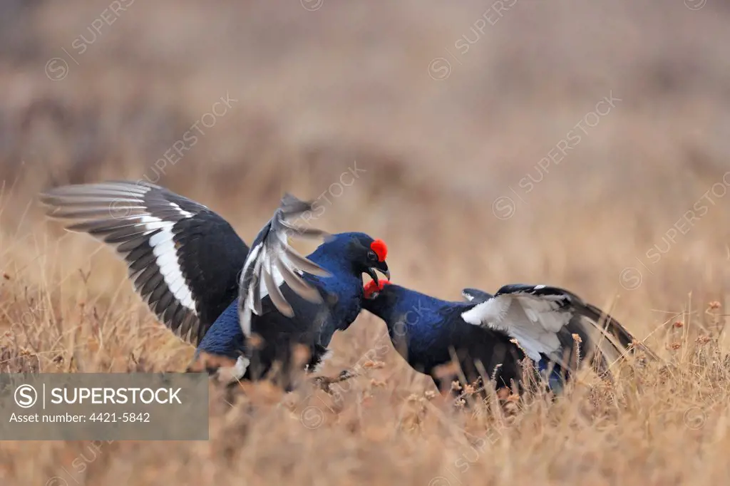 Black Grouse (Tetrao tetrix) two adult males, fighting at lek, Sweden, april