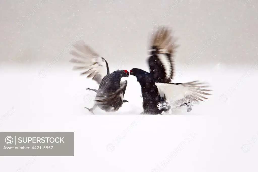 Black Grouse (Tetrao tetrix) two adult males, fighting at lek in snow, Oulu Province, Finland, march