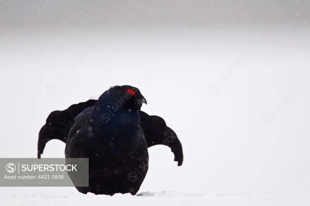 Black Grouse (Tetrao tetrix) adult male, standing in snow during snowfall, Oulu Province, Finland, march