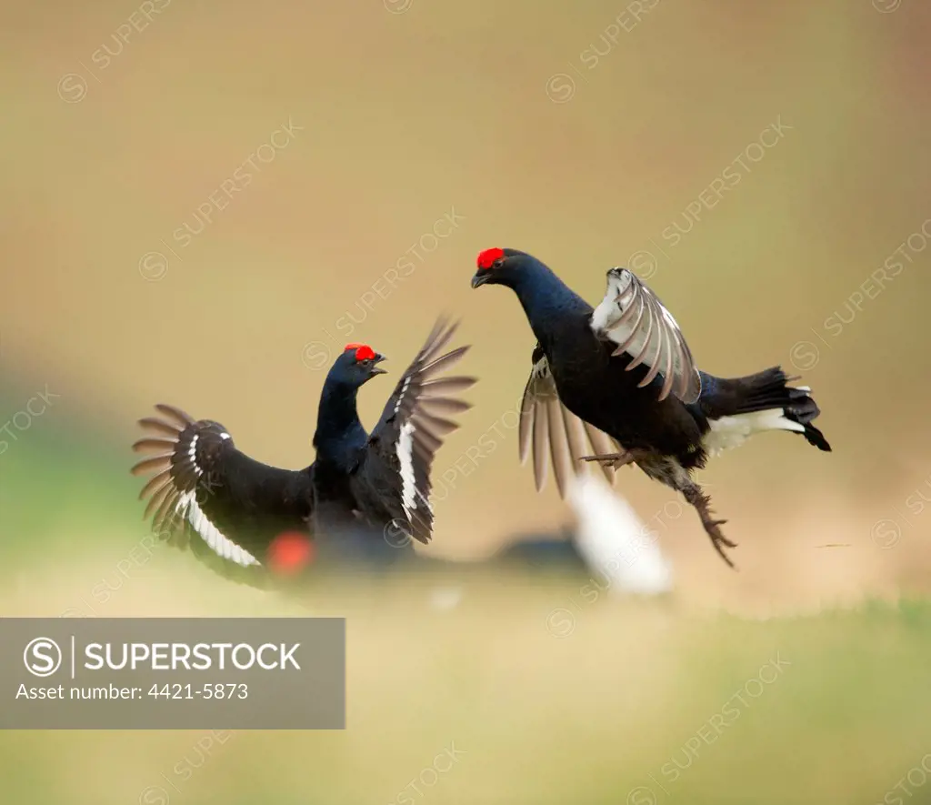 Black Grouse (Tetrao tetrix) two adult males, fighting on open moorland at dawn, Scotland, april