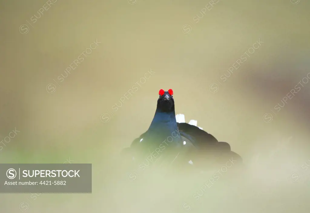 Black Grouse (Tetrao tetrix) adult male, standing on open moorland at dawn, Scotland, april